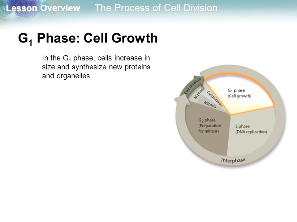 G1 Phase: Cell Growth In the G1 phase, cells increase in size and synthesize new proteins and organelles.