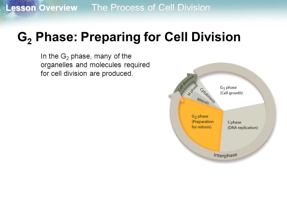 G2 Phase: Preparing for Cell Division