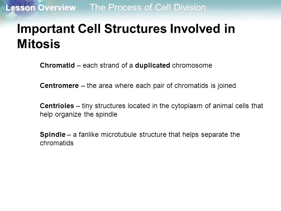 Important Cell Structures Involved in Mitosis