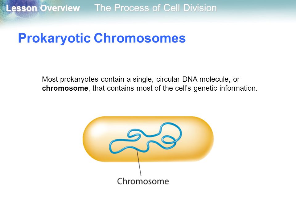 Prokaryotic Chromosomes
