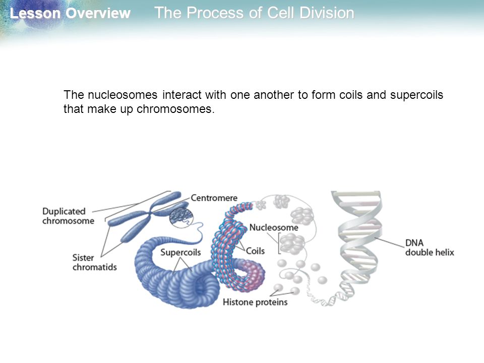 The nucleosomes interact with one another to form coils and supercoils that make up chromosomes.