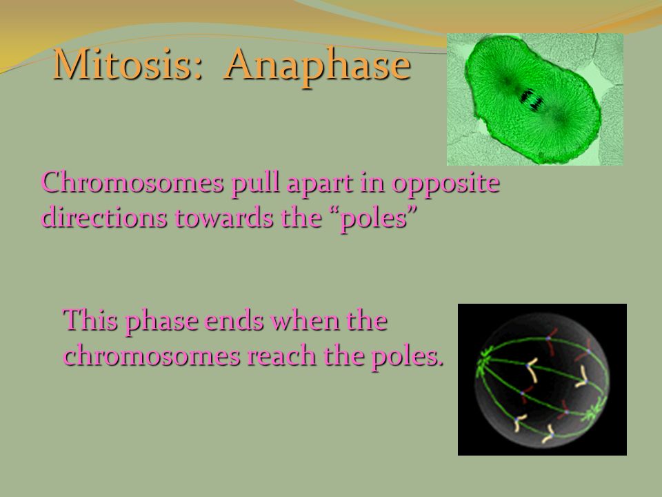 Mitosis: Anaphase Chromosomes pull apart in opposite directions towards the poles This phase ends when the chromosomes reach the poles.