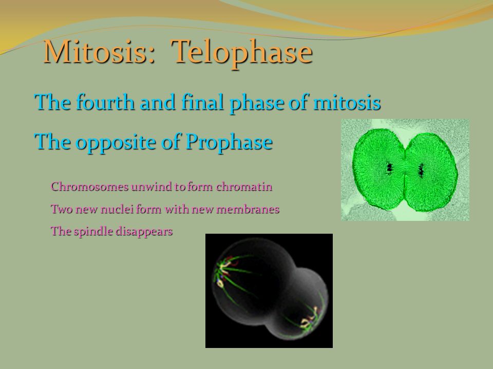Mitosis: Telophase The fourth and final phase of mitosis