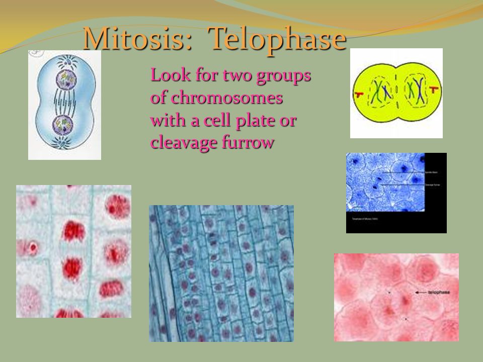 Mitosis: Telophase Look for two groups of chromosomes with a cell plate or cleavage furrow