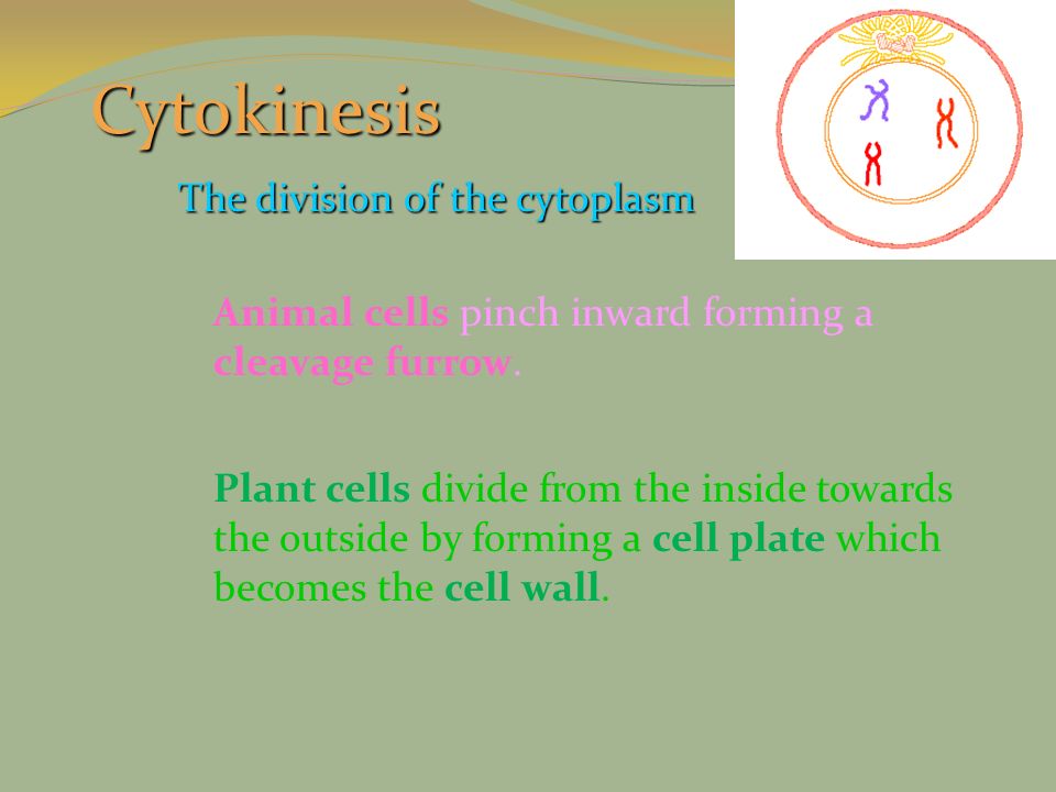 Cytokinesis The division of the cytoplasm