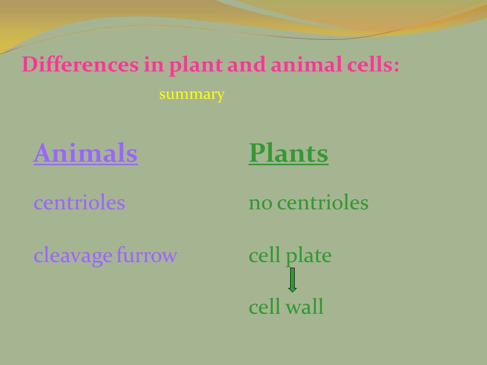 Animals Plants Differences in plant and animal cells: centrioles