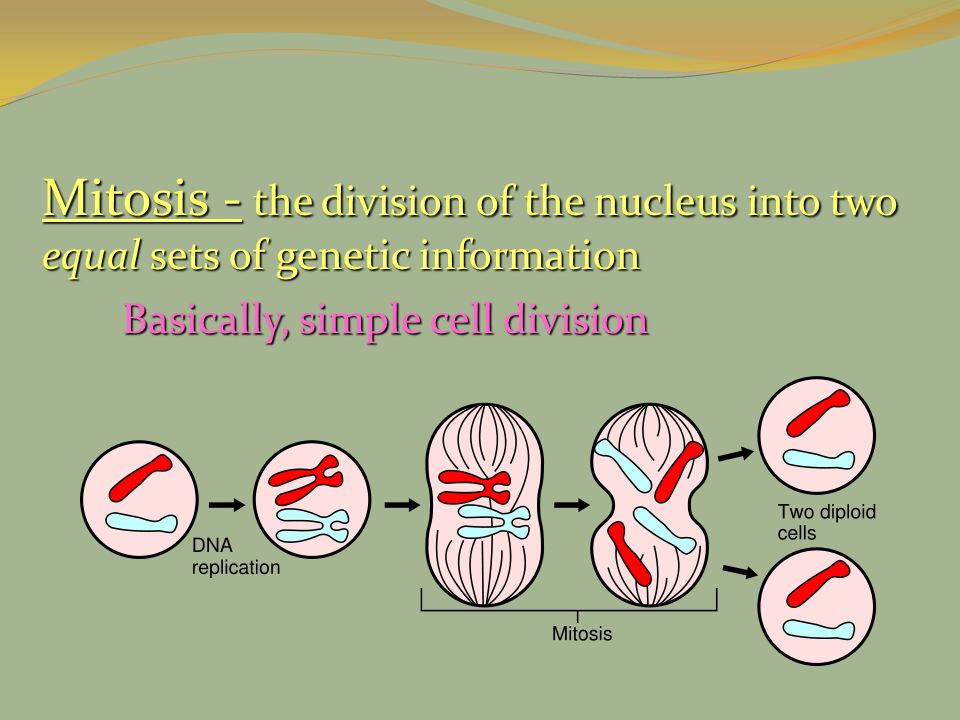 Mitosis - the division of the nucleus into two equal sets of genetic information