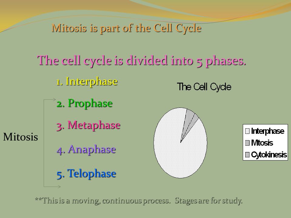 Mitosis is part of the Cell Cycle