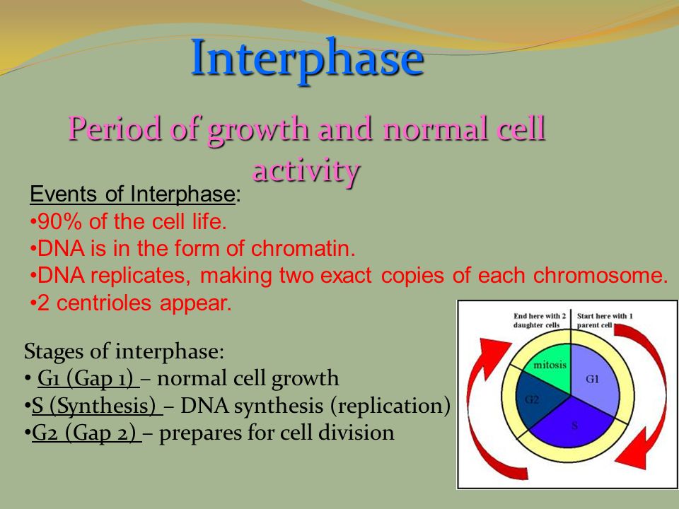 Period of growth and normal cell activity