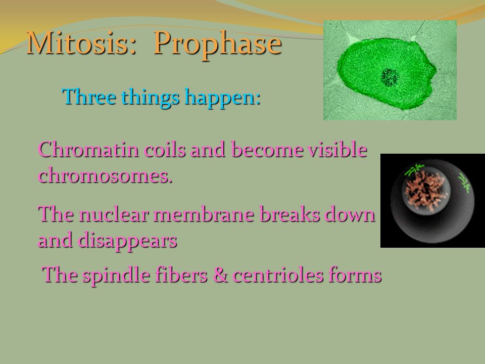 Mitosis: Prophase Three things happen:
