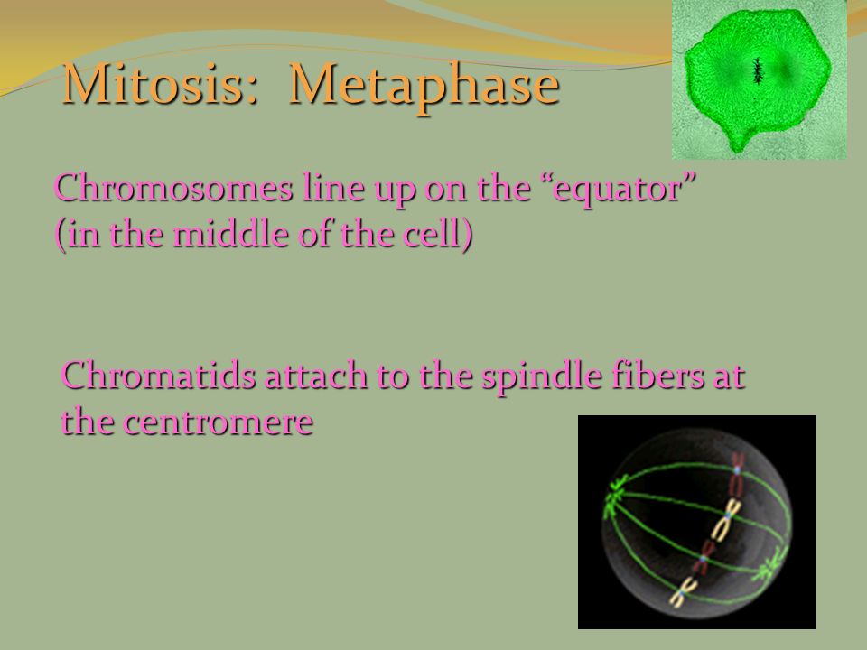 Mitosis: Metaphase Chromosomes line up on the equator (in the middle of the cell) Chromatids attach to the spindle fibers at the centromere.