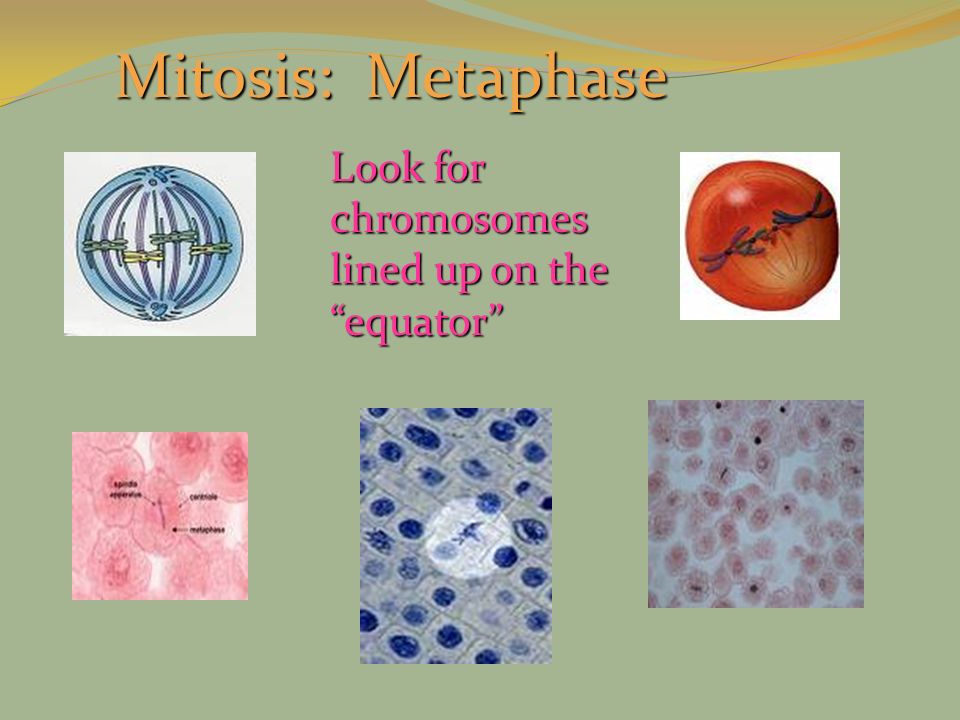 Mitosis: Metaphase Look for chromosomes lined up on the equator