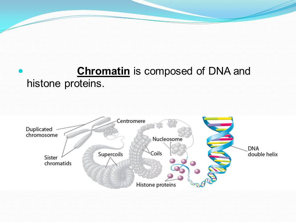 Chromatin is composed of DNA and histone proteins.