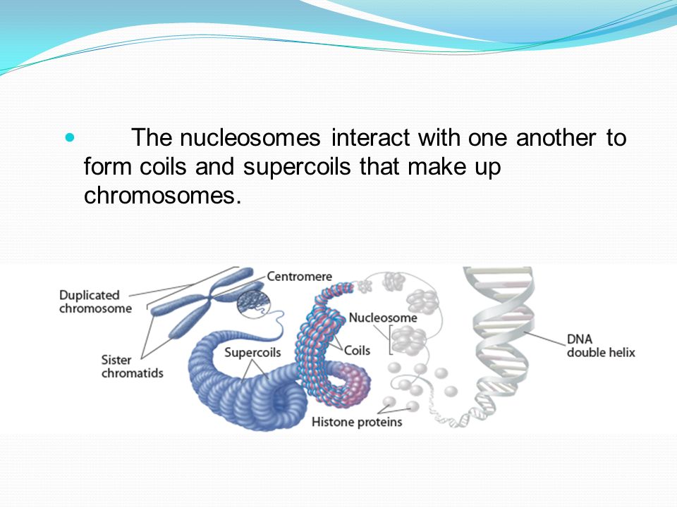 The nucleosomes interact with one another to form coils and supercoils that make up chromosomes.