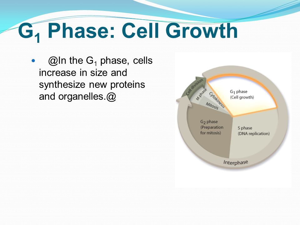G1 Phase: Cell the G1 phase, cells increase in size and synthesize new proteins and