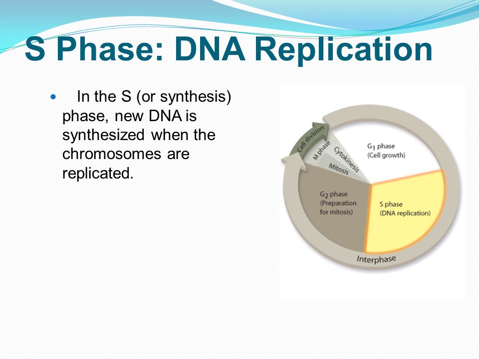 S Phase: DNA Replication
