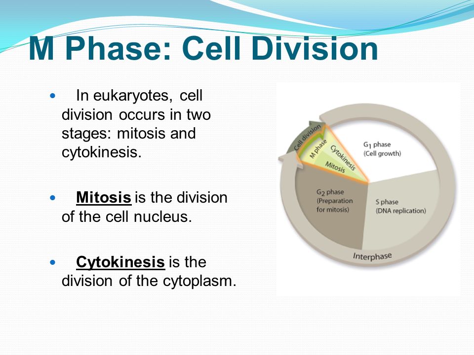 M Phase: Cell Division In eukaryotes, cell division occurs in two stages: mitosis and cytokinesis. Mitosis is the division of the cell nucleus.