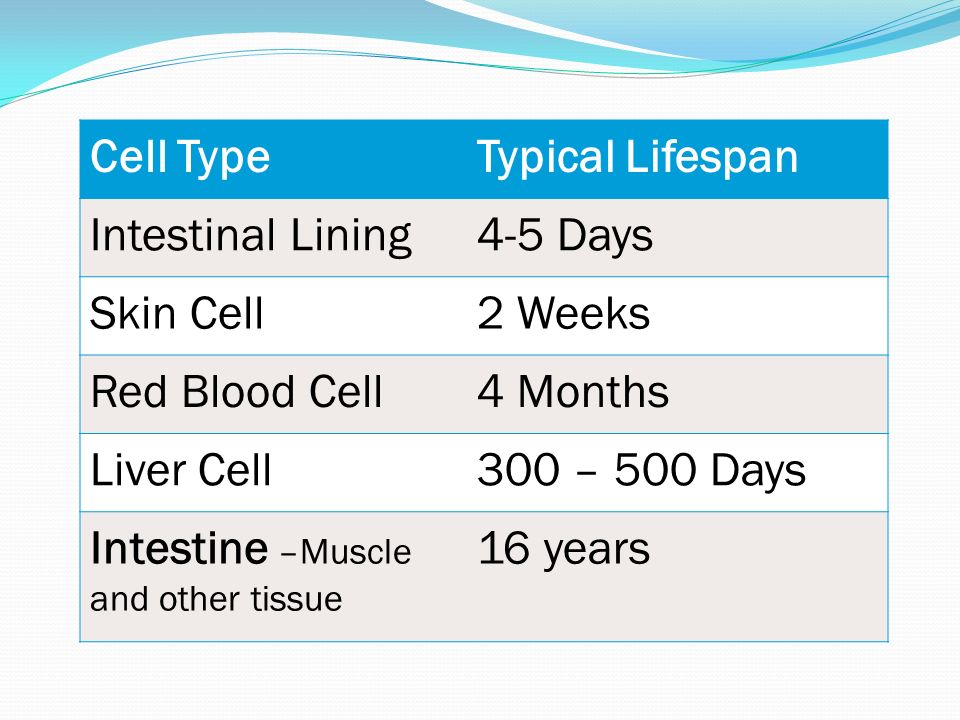 Cell Type Typical Lifespan. Intestinal Lining. 4-5 Days. Skin Cell. 2 Weeks. Red Blood Cell. 4 Months.