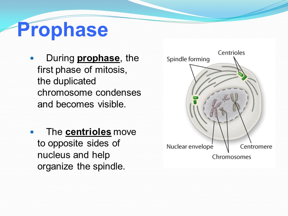 Prophase During prophase, the first phase of mitosis, the duplicated chromosome condenses and becomes visible.