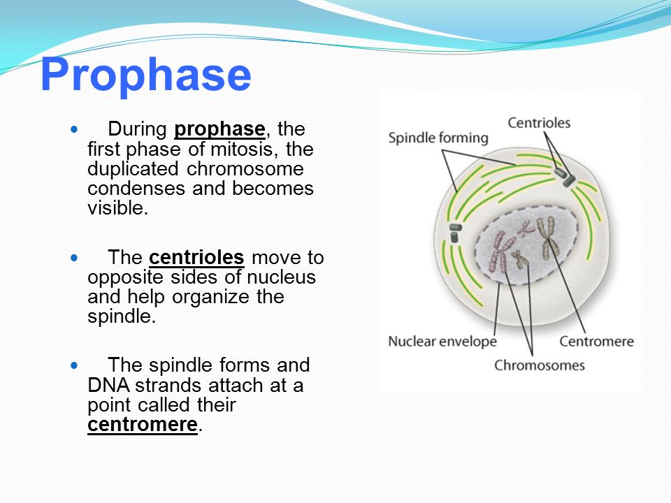 Prophase During prophase, the first phase of mitosis, the duplicated chromosome condenses and becomes visible.