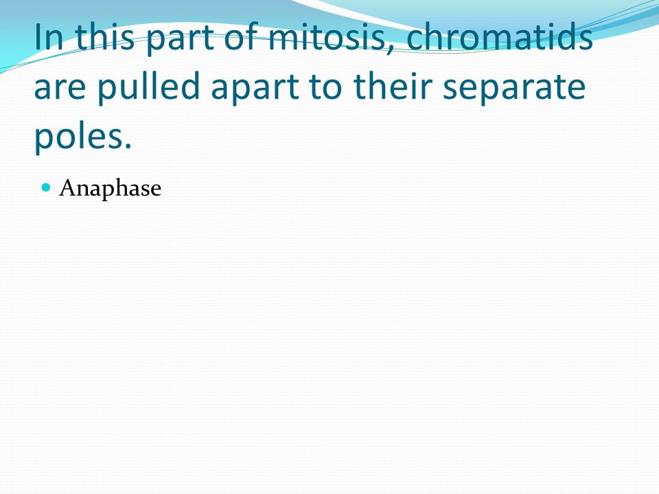 In this part of mitosis, chromatids are pulled apart to their separate poles.
