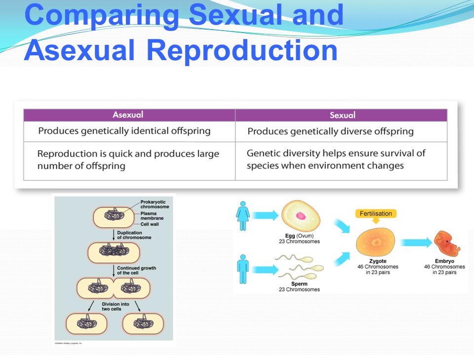 Comparing Sexual and Asexual Reproduction