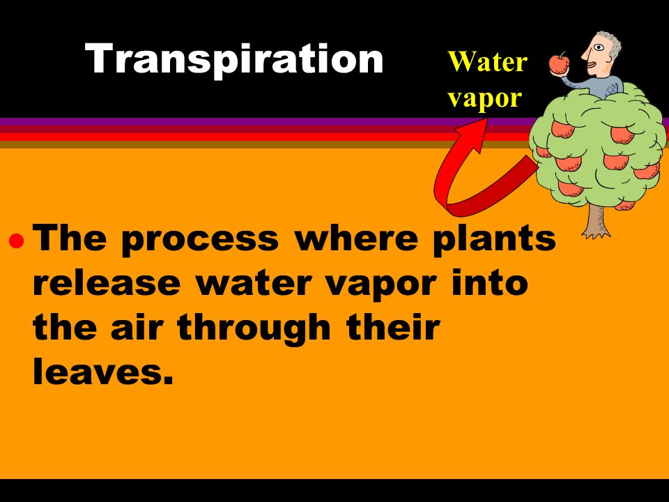Transpiration Water vapor.