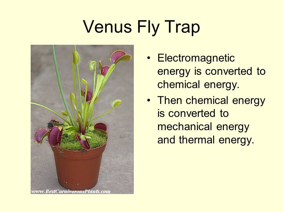 Venus Fly Trap Electromagnetic energy is converted to chemical energy.