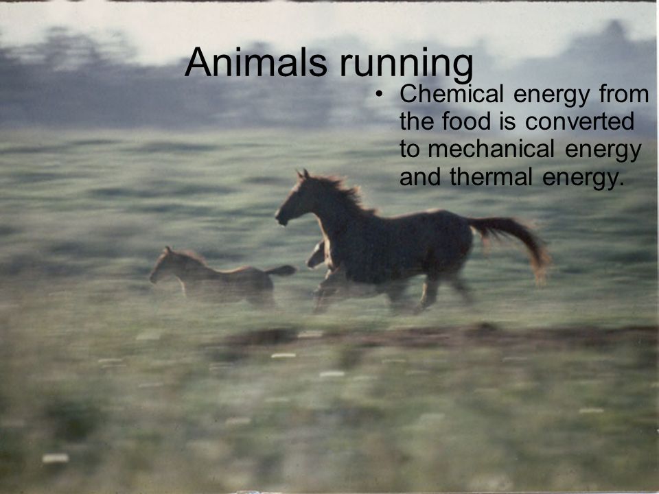 Animals running Chemical energy from the food is converted to mechanical energy and thermal energy.