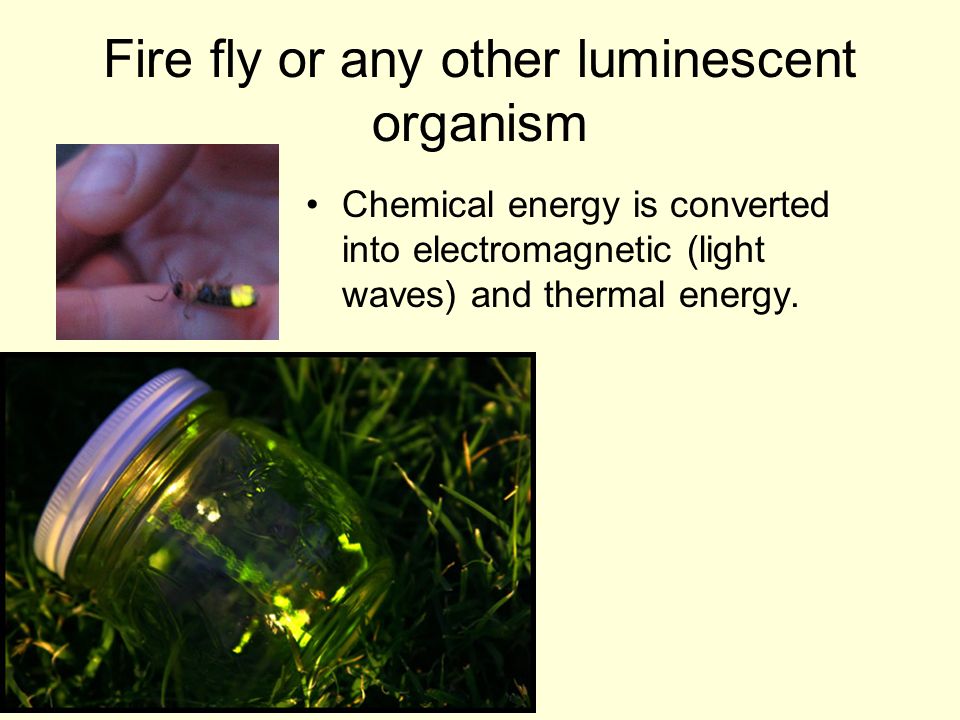 Fire fly or any other luminescent organism