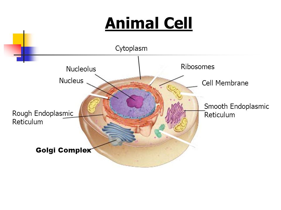 Animal Cell Figure 7-5 Plant and Animal Cells Cytoplasm Ribosomes