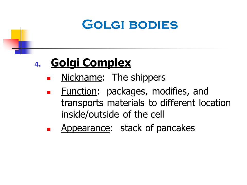 Golgi bodies Golgi Complex Nickname: The shippers