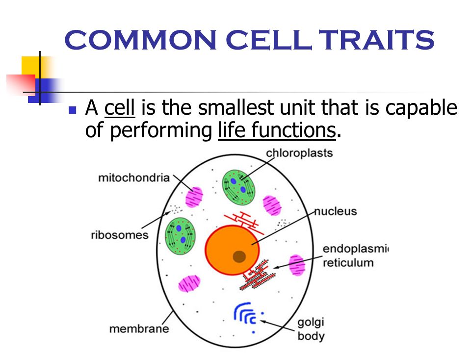 COMMON CELL TRAITS A cell is the smallest unit that is capable of performing life functions.