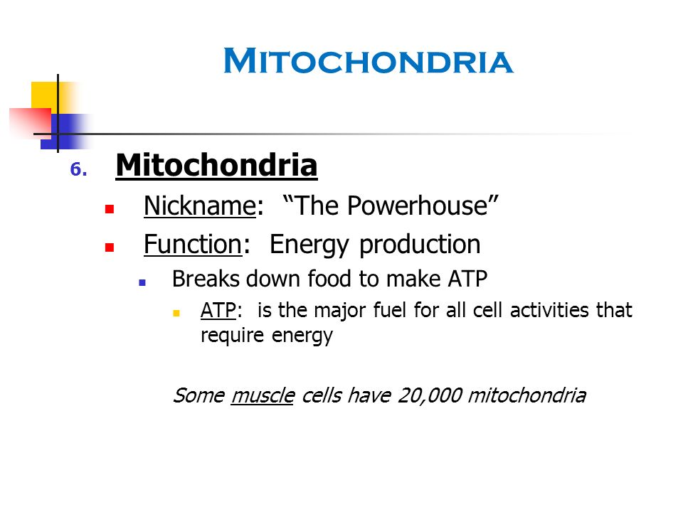 Mitochondria Mitochondria Nickname: The Powerhouse