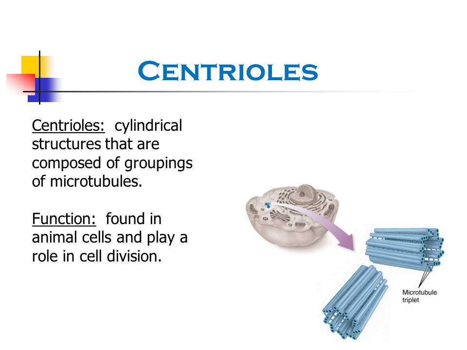 Centrioles Centrioles: cylindrical structures that are composed of groupings of microtubules.