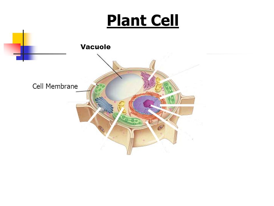 Plant Cell Figure 7-5 Plant and Animal Cells Vacuole Cell Membrane