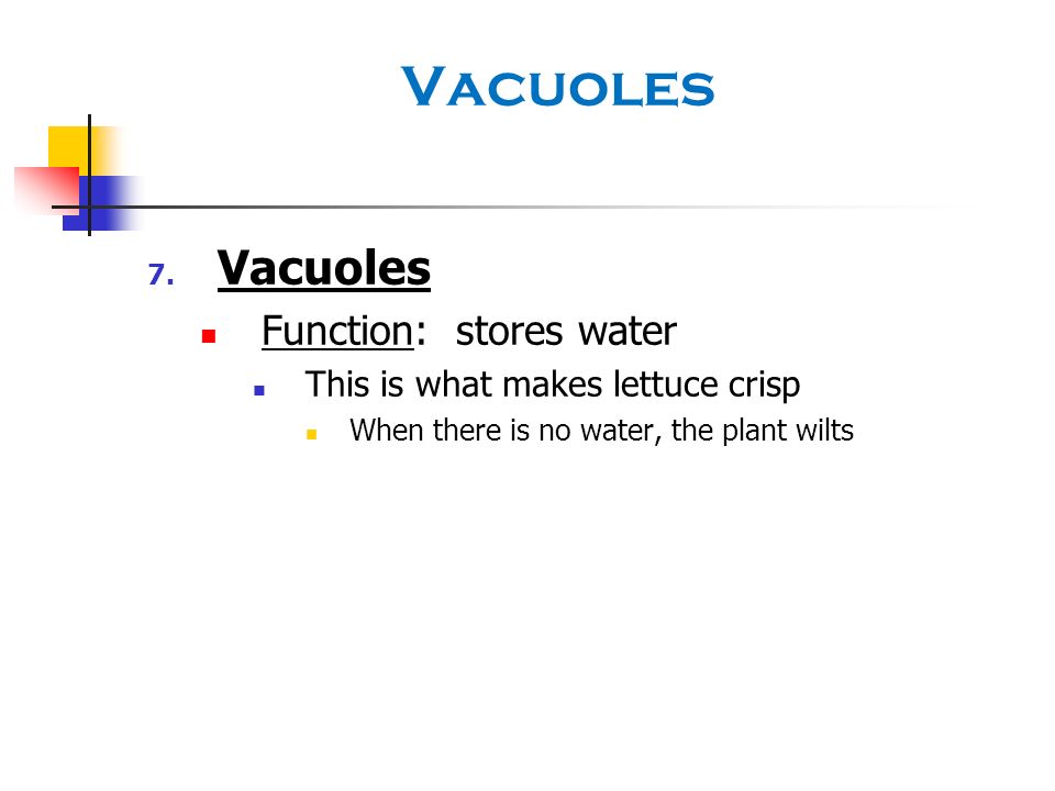 Vacuoles Vacuoles Function: stores water