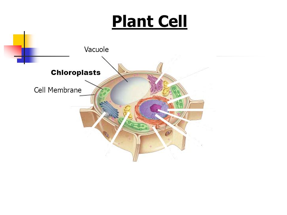 Plant Cell Figure 7-5 Plant and Animal Cells Vacuole Chloroplasts