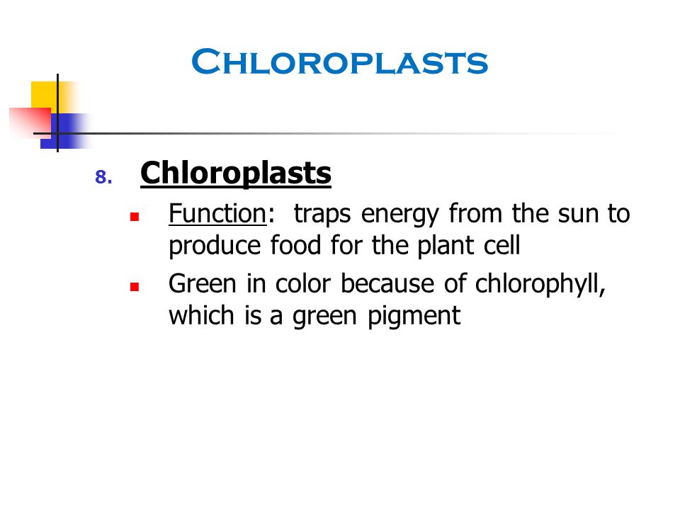 Chloroplasts Chloroplasts