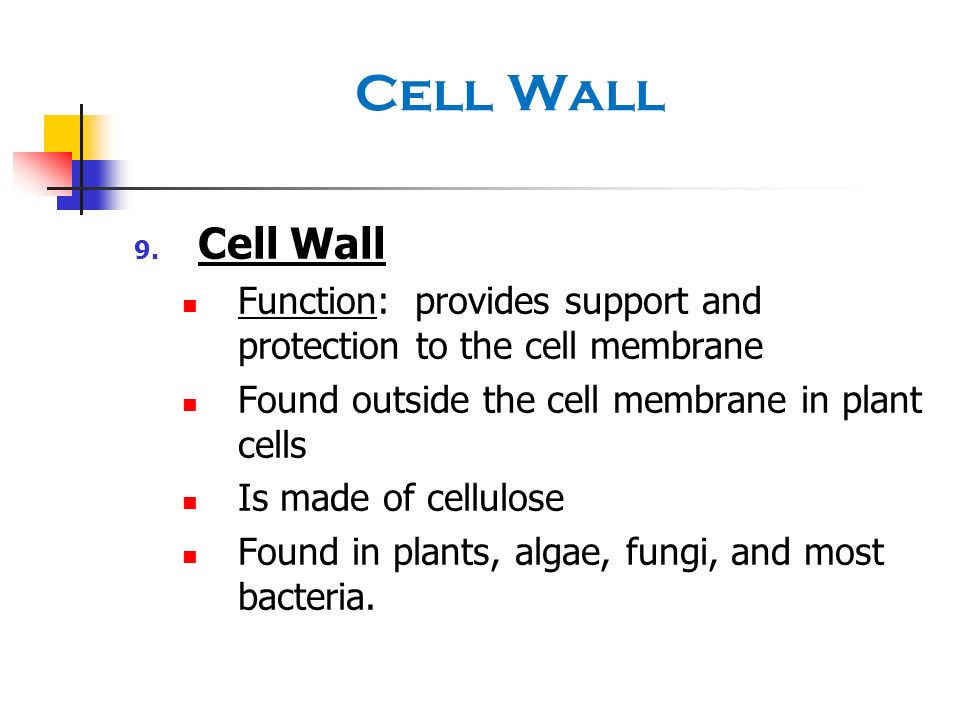 Cell Wall Cell Wall. Function: provides support and protection to the cell membrane. Found outside the cell membrane in plant cells.