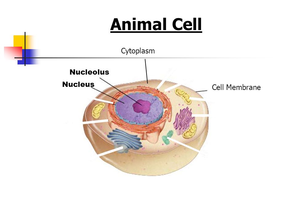 Animal Cell Figure 7-5 Plant and Animal Cells Cytoplasm Nucleolus