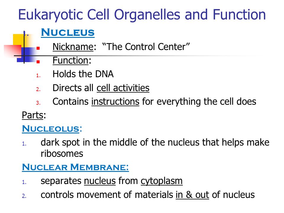 Eukaryotic Cell Organelles and Function