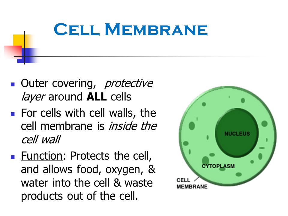 Cell Membrane Outer covering, protective layer around ALL cells