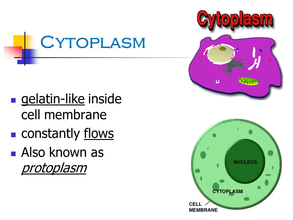 Cytoplasm gelatin-like inside cell membrane constantly flows