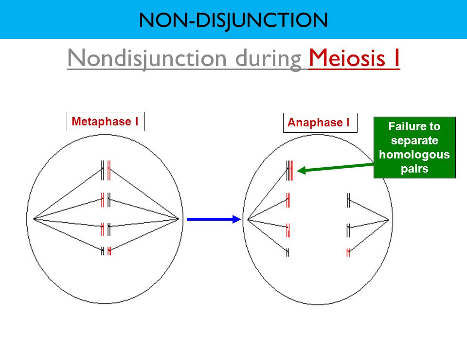 Nondisjunction during Meiosis I