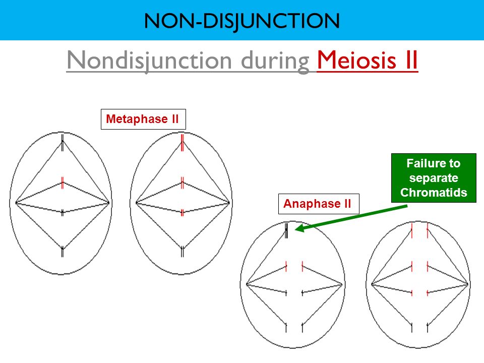 Nondisjunction during Meiosis II