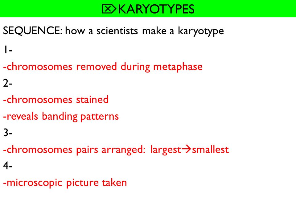 KARYOTYPES SEQUENCE: how a scientists make a karyotype 1-