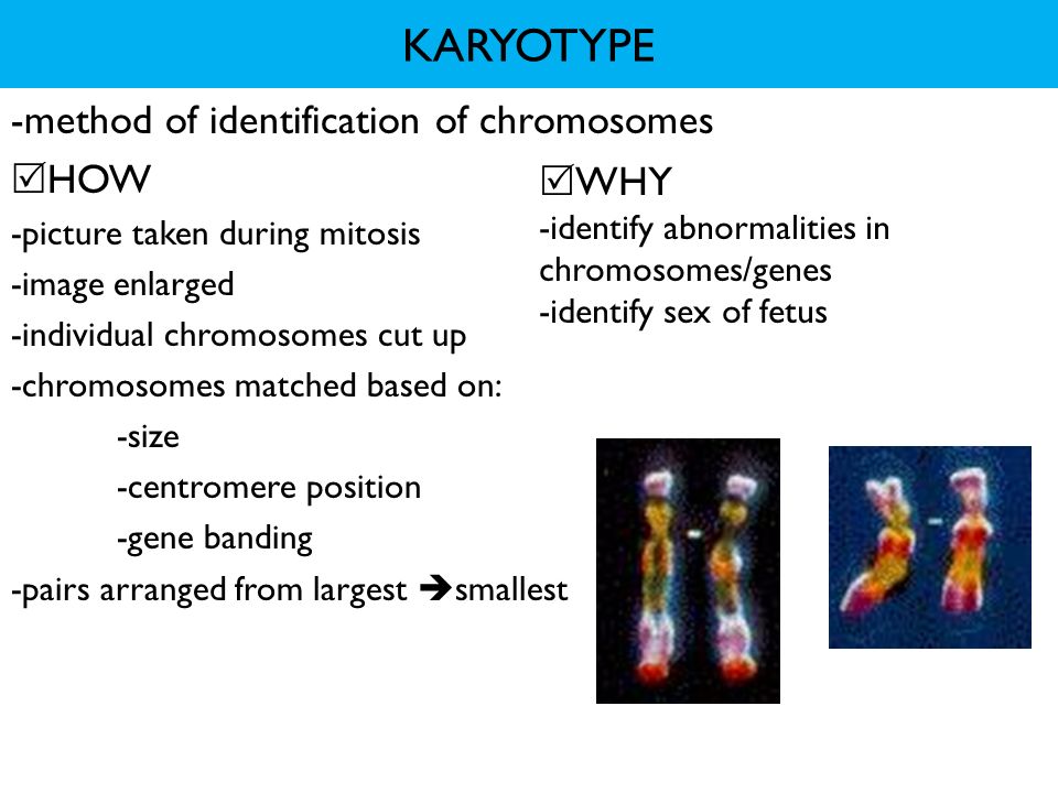 KARYOTYPE -method of identification of chromosomes HOW WHY