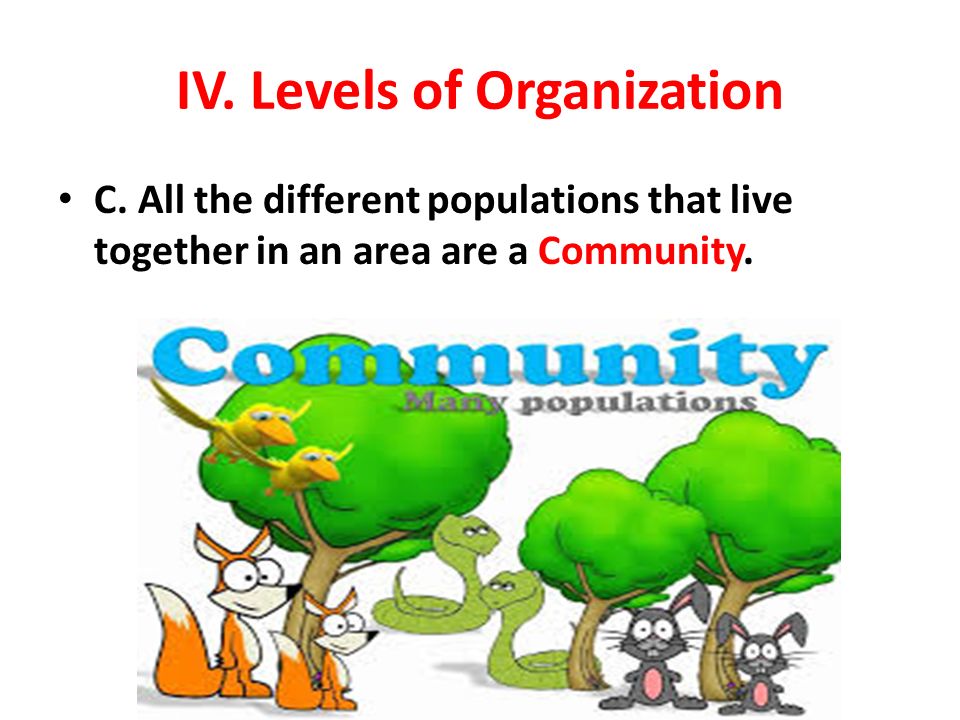 IV. Levels of Organization