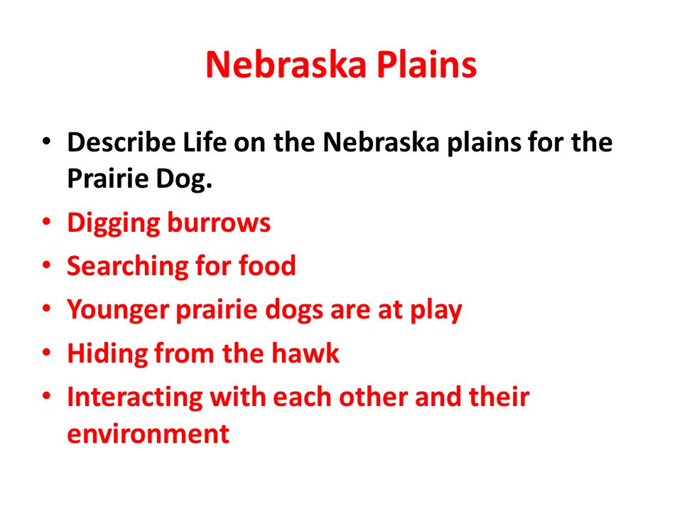 Nebraska Plains Describe Life on the Nebraska plains for the Prairie Dog. Digging burrows. Searching for food.
